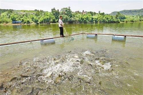 盧龍哪里有魚蝦飼料批發(fā)價(jià)格