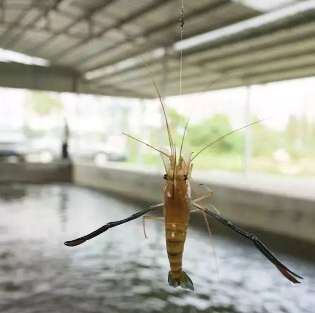 菏澤專業(yè)魚蝦膨化料價錢批發(fā)