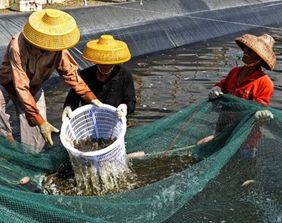 撫寧高質(zhì)量魚蝦膨化料多少錢一袋批發(fā)
