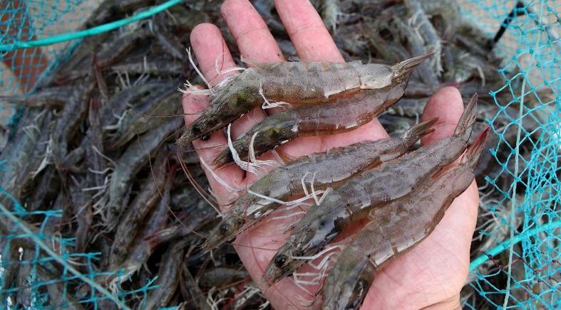 遼寧哪里有魚蝦飼料生產(chǎn)價(jià)格