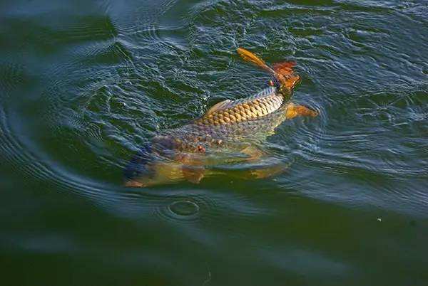 樂亭哪里有魚蝦飼料廠家