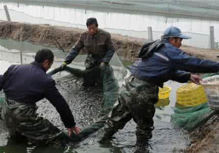 盧龍哪里有魚蝦飼料批發(fā)價(jià)格