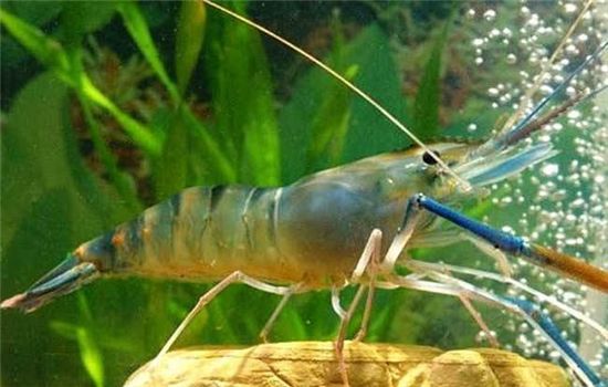 撫寧專業(yè)魚蝦飼料代理批發(fā)