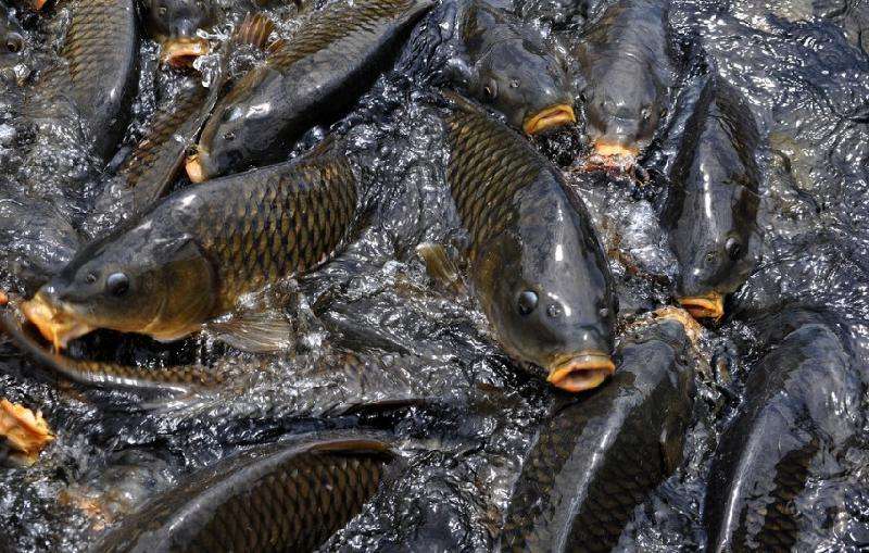 豐潤高質(zhì)量魚蝦膨化料批發(fā)價格