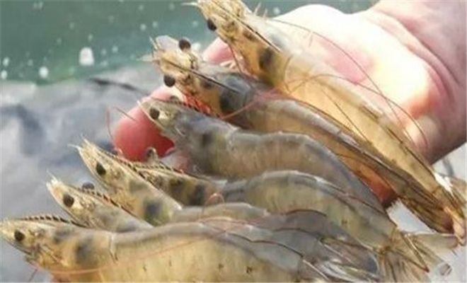 遼寧哪里有魚蝦飼料生產(chǎn)價(jià)格