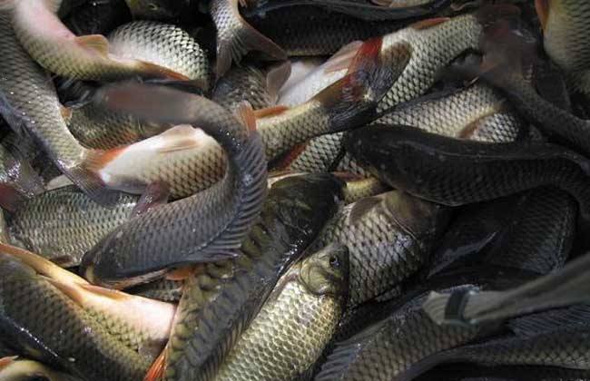 遼寧哪里有魚蝦飼料生產(chǎn)價(jià)格
