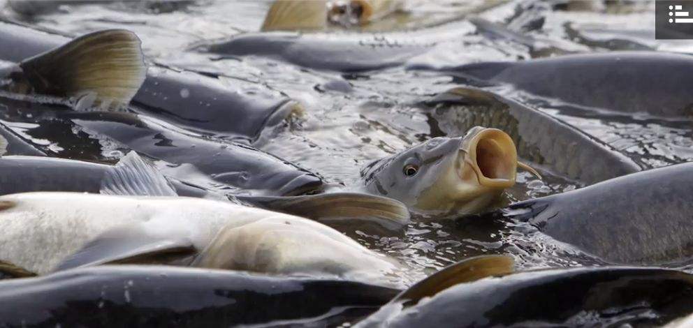 盧龍哪里有魚蝦飼料批發(fā)價(jià)格