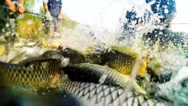 樂亭哪里有魚蝦飼料廠家