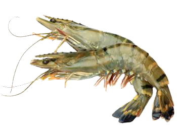 鐵嶺專業(yè)魚蝦飼料價(jià)格批發(fā)